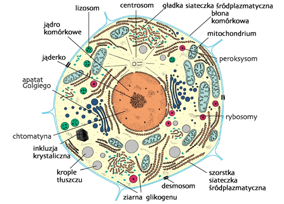 Kom rka Encyklopedia PWN r d o Wiarygodnej I Rzetelnej Wiedzy