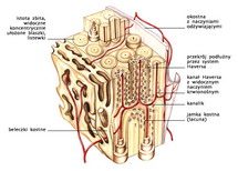 Kość — budowa mikroskopowa