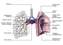 Układ oddechowy — budowa makroskopowa