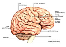 Mózgowie — widziane z boku
