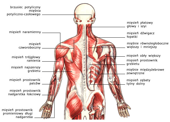 Układ mięśniowy, widok od tyłu