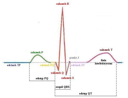EKG. Schemat prawidłowej krzywej elektrokardiograficznej i jej elementów składowych
